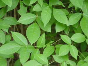 American bladdernut leaves
